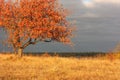 Lonely apple tree in a field in sunset light