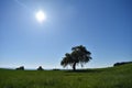 Lonely Apple Tree, Meadow, Sky and Sun