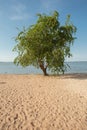 Lonely apple tree on a sandy beach Royalty Free Stock Photo