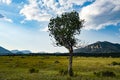 Lonely Aspen in the Meadow