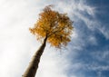 Lonely Aspen, Rocky Mountain National Park Royalty Free Stock Photo