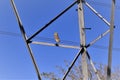 Lonely Athene cunicularia standing on the tension tower under the sun Royalty Free Stock Photo