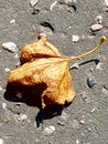 Lonely august leaf dried and brown