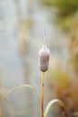 Lonely autumn cattail covered with frost. macro photo Royalty Free Stock Photo