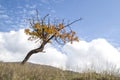 Lonely autumn cherry tree Royalty Free Stock Photo