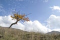 Lonely autumn cherry tree in meadow Royalty Free Stock Photo