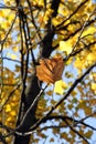 Lonely autumn dry leaf on a tree branch.