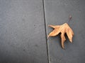 A lonely autumn leaf Royalty Free Stock Photo