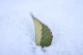 Lonely Autumn Leaf Lying on Early White Snow