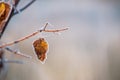 A lonely autumn leafy branch in crystals of frost and cobwebs in hoarfrost. Selective very soft focus.