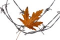 Lonely autumn maple leaf on barbed wire. Amnesty concept, jailbreak, long awaited letter. White isolated background