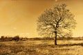 Lonely autumn oak tree retro photo