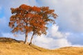 Lonely autumn tree Royalty Free Stock Photo