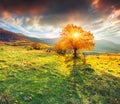 Lonely autumn tree against dramatic sky in mountains