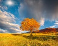 Lonely autumn tree against dramatic sky in mountains Royalty Free Stock Photo