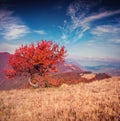 Lonely autumn tree against dramatic sky in mountains Royalty Free Stock Photo