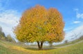 Lonely autumn tree Royalty Free Stock Photo