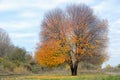 Lonely autumn tree Royalty Free Stock Photo