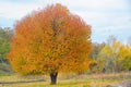 Lonely autumn tree Royalty Free Stock Photo