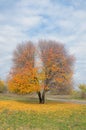 Lonely autumn tree Royalty Free Stock Photo