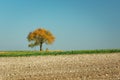 Lonely autumn tree growing in the field Royalty Free Stock Photo