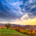 Lonely autumn tree Royalty Free Stock Photo