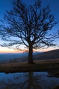 Lonely autumn tree on night mountain hill top