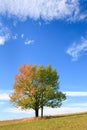 Lonely autumn tree on sky background. Royalty Free Stock Photo