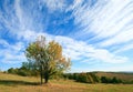 Lonely autumn tree on sky background. Royalty Free Stock Photo