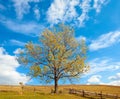 Lonely autumn tree on sky background. Royalty Free Stock Photo