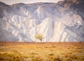 Lonely autumn tree