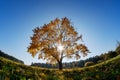 Lonely autumn tree Royalty Free Stock Photo