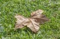 Lonely autumn tree withered leaf on green grass