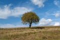 Lonely autumn yellow tree at grassland and white clouds Royalty Free Stock Photo