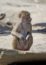 Lonely baboon Royalty Free Stock Photo