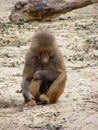 Lonely baboon Royalty Free Stock Photo