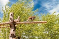 Lonely baboon walking on a trunk at the zoo Royalty Free Stock Photo