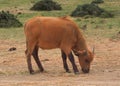 Lonely baby african forest buffalo on a meadow Royalty Free Stock Photo