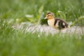 Lonely baby duck Royalty Free Stock Photo