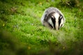 A lonely badger foraging n the grass