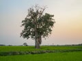 Lonely banyan tree in the middle of paddy field Royalty Free Stock Photo
