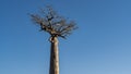 A lonely baobab against a clear blue sky. A tall, thick trunk of an exotic tree