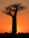 Lonely baobab at sunset