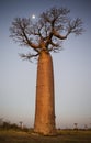 Lonely baobab at sunset with the moon in the background. Madagascar.