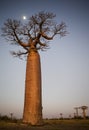 Lonely baobab at sunset with the moon in the background. Madagascar.