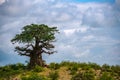 A lonely baobab tree On the top of Slope against cloudy sky background. Arusha Region, Tanzania, Africa
