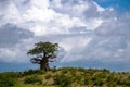 A lonely baobab tree On the top of Slope against cloudy sky background. Arusha Region, Tanzania, Africa