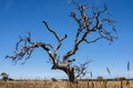 Lonely bare tree in Australia desert, Northern Territory, fisheye lens Royalty Free Stock Photo