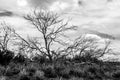 Lonely bare tree in Australia outback, Northern Territory Royalty Free Stock Photo