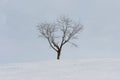 Lonely bare tree in a field at the top of a snow covered hill Royalty Free Stock Photo